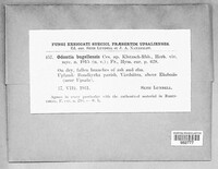 Fasciodontia bugellensis image